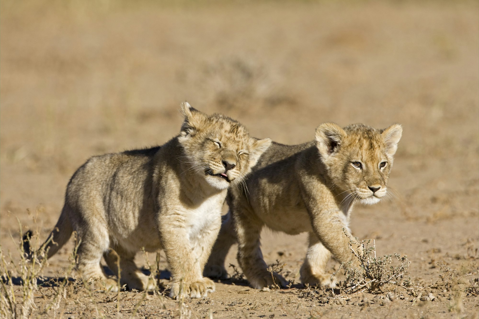 Africa, Namibia, African Lion cubs (Panthera Leo)