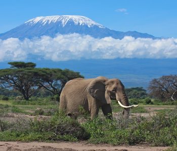 Large,Adult,Elephant,With,A,Snow,Covered,Mount,Kilimanjaro,In