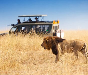 tanzania-safari-3